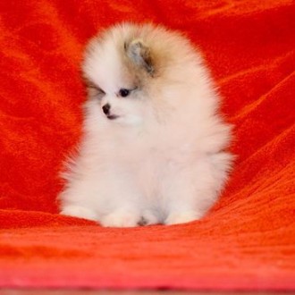 Продаём щенков померанского шпица возвраста трех месяцев, малыши здоровенькие, у. . фото 8