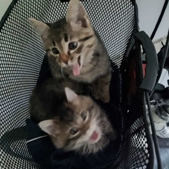 Отдам котят в хорошие руки. Винница. фото 1 Отдам котят в хорошие руки. Винница. фото 1