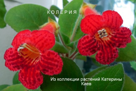 продается колерия цветущее комнатное растение. Киев. фото 1 продается колерия цветущее комнатное растение. Киев. фото 1