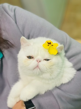 Продам котёнка - экзота. Киев. фото 1 Продам котёнка - экзота. Киев. фото 1