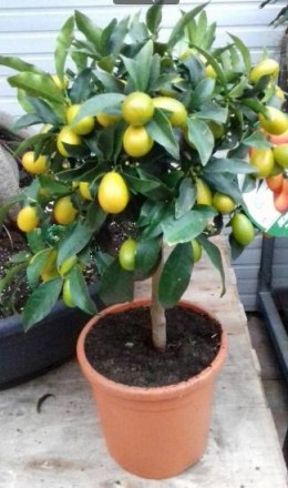 Комнатные цитрусовые растения: лимон, мандарин, кумкват с множеством плодов высо. . фото 3