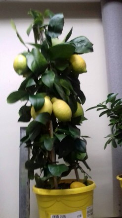 Комнатные цитрусовые растения: лимон, мандарин, кумкват с множеством плодов высо. . фото 10