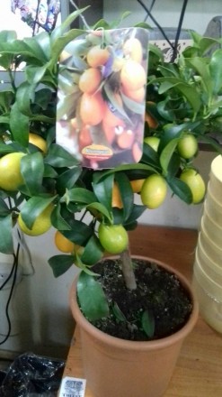 Комнатные цитрусовые растения: лимон, мандарин, кумкват с множеством плодов высо. . фото 8