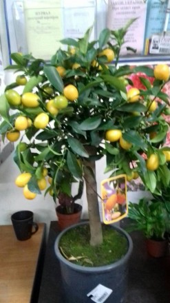 Комнатные цитрусовые растения: лимон, мандарин, кумкват с множеством плодов высо. . фото 4