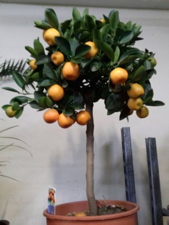 Комнатные цитрусовые растения: лимон, мандарин, кумкват с множеством плодов высо. . фото 2