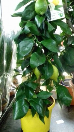 Комнатные цитрусовые растения: лимон, мандарин, кумкват с множеством плодов высо. . фото 7
