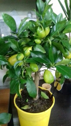 Комнатные цитрусовые растения: лимон, мандарин, кумкват с множеством плодов высо. . фото 11