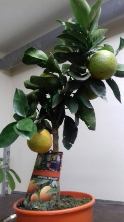 Комнатные цитрусовые растения: лимон, мандарин, кумкват с множеством плодов высо. . фото 6