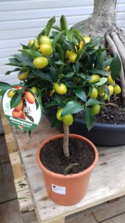 Комнатные цитрусовые растения: лимон, мандарин, кумкват с множеством плодов высо. . фото 5
