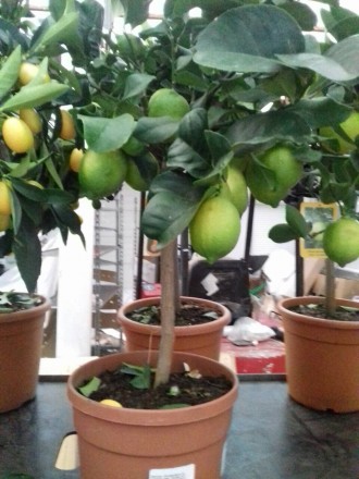 Комнатные цитрусовые растения: лимон, мандарин, кумкват с множеством плодов высо. . фото 9