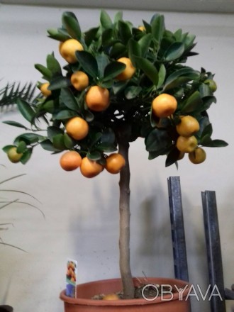 Комнатные цитрусовые растения: лимон, мандарин, кумкват с множеством плодов высо. . фото 1
