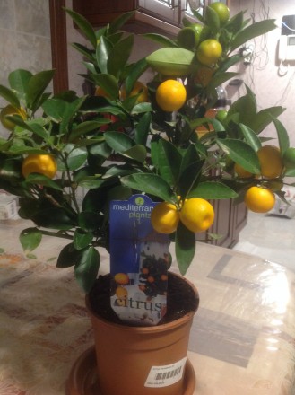 Цитрусовые комнатные растения : мандарин, лимон, кумкват , лайм высотой от 40 см. . фото 3