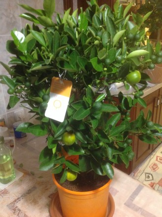 Цитрусовые комнатные растения : мандарин, лимон, кумкват , лайм высотой от 40 см. . фото 4