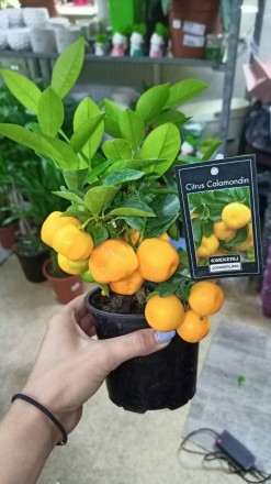 Цитрусовые комнатные растения : мандарин, лимон, кумкват , лайм высотой от 40 см. . фото 10