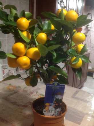 Цитрусовые комнатные растения : мандарин, лимон, кумкват , лайм высотой от 40 см. . фото 2