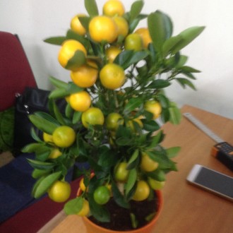 Цитрусовые комнатные растения : мандарин, лимон, кумкват , лайм высотой от 40 см. . фото 5