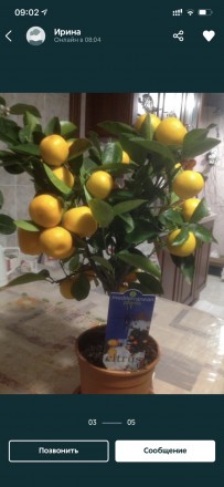 Цитрусовые комнатные растения : мандарин, лимон, кумкват , лайм высотой от 40 см. . фото 7
