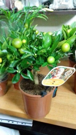 Цитрусовые комнатные растения : мандарин, лимон, кумкват , лайм высотой от 40 см. . фото 8