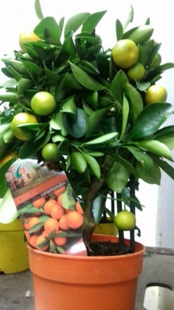 Цитрусовые комнатные растения : мандарин, лимон, кумкват , лайм высотой от 40 см. . фото 9
