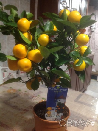 Цитрусовые комнатные растения : мандарин, лимон, кумкват , лайм высотой от 40 см. . фото 1