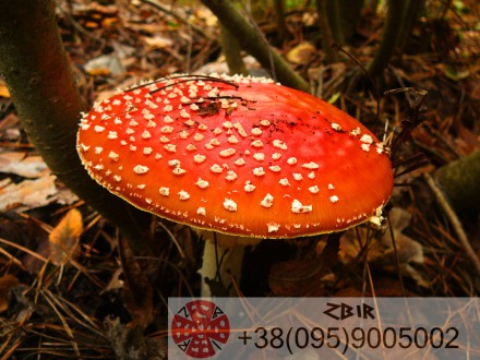 Мухомор ЧЕРВОНИЙ (Amanita Muscaria), сушені шляпки. Новые Санжары. фото 1 Мухомор ЧЕРВОНИЙ (Amanita Muscaria), сушені шляпки. Новые Санжары. фото 1