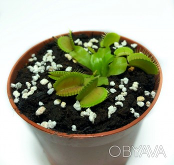 Венерина мухоловка или Dionaea muscipula, – это плотоядное растение, расту. . фото 1