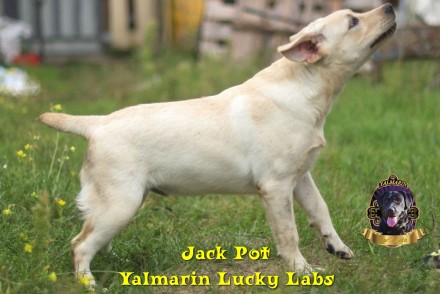 Предлагается мальчик Jack Pot Yalmarin Lucky Labs - 5 месяцев!
(Дата рождения 1. . фото 9