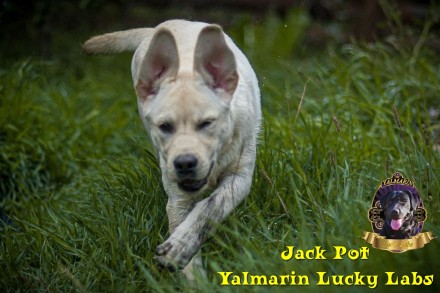 Предлагается мальчик Jack Pot Yalmarin Lucky Labs - 5 месяцев!
(Дата рождения 1. . фото 11