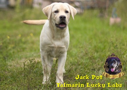 Предлагается мальчик Jack Pot Yalmarin Lucky Labs - 5 месяцев!
(Дата рождения 1. . фото 13