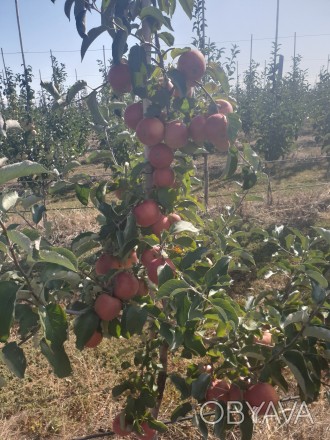 Продам саджанці. Плодових культур. Яблунь , Грушуш