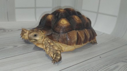 В последние годы шпороносные черепахи все чаще содержатся любителями животных в . . фото 5