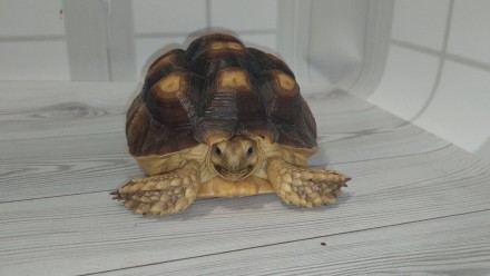 В последние годы шпороносные черепахи все чаще содержатся любителями животных в . . фото 4