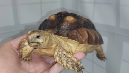 В последние годы шпороносные черепахи все чаще содержатся любителями животных в . . фото 3