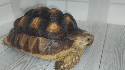 В последние годы шпороносные черепахи все чаще содержатся любителями животных в . . фото 2