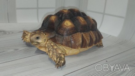 В последние годы шпороносные черепахи все чаще содержатся любителями животных в . . фото 1
