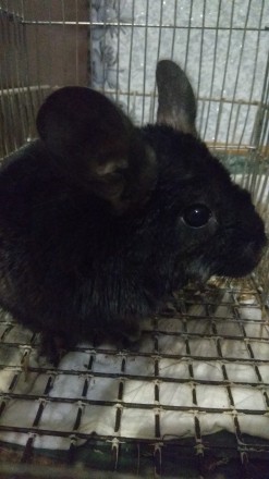 Продам чёрный бархат. Винница. фото 1 Продам чёрный бархат. Винница. фото 1