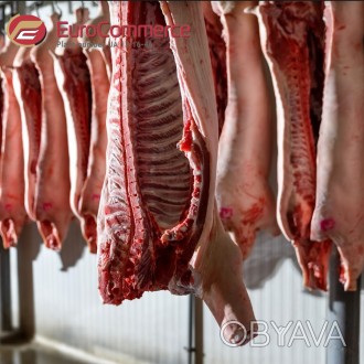 Компанія «Євро-Комерс» пропонує якісну свинину (півтуші, елементи, с. . фото 1