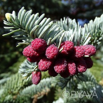 Пихта высокорослая Глаука / Abies procera Glauca
Довольно медленно-растущее хвой. . фото 1