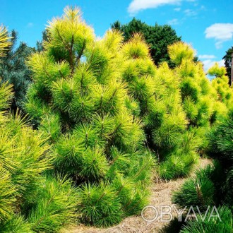 Сосна тунберга Огон / Pinus thunbergii Ogon
Окрас хвои от светло-зелёного до зол. . фото 1
