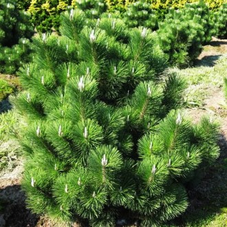 Сосна тунберга Маиджима / d 80-90 / Pinus thunbergii Maijima. Балаклея. фото 1 Сосна тунберга Маиджима / d 80-90 / Pinus thunbergii Maijima. Балаклея. фото 1