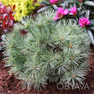 Сосна веймутова Минима / Pinus strobus Minima
Карликовая, компактная сосна с зам. . фото 1