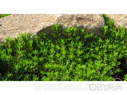 Седум лозовидный (Sedum sarmentosum) - багаторічна повзуче трав'яниста рослина в. . фото 1