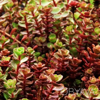 Очиток Sedum spurium Red Carpet - вишуканий рідкісний сорт утворює низький 10-15. . фото 1