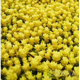Sedum acre Yellow Queen - грунтопокривна рослина. Самий невибагливий і витривали. . фото 1