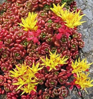 Седум Oreganum, Очиток Орегонский - низкорослое, почвопокровное многолетнее раст. . фото 1