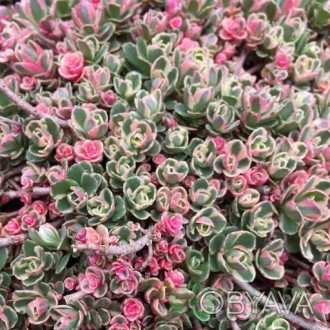 Седум Триколор, Sedum spurium Tricolor - очиток сорта Tricolor обладает прекрасн. . фото 1