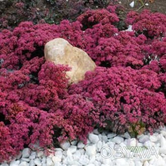 Седум Dazzleberry - низькоросла, багаторічна рослина висотою близько 15 див. Лис. . фото 1