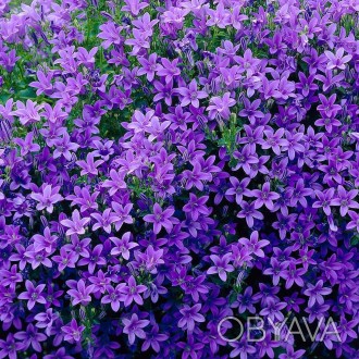 Campanula portenschlagiana Catharinа - простота його квіток і ніжний фіолетовий . . фото 1