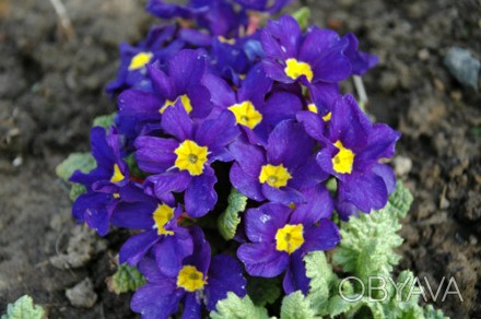 Примула Chic in Blue має яскраві квіти, невибаглива у догляді. Примула може рост. . фото 1