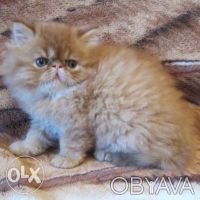 Персидский котик красного окраса экстремального типа, очень пуховой, толстенький. . фото 4
